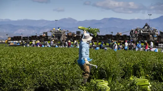 Agricultural workers from Bud Farms harvest celery on March 26, 2020, in Oxnard, California.