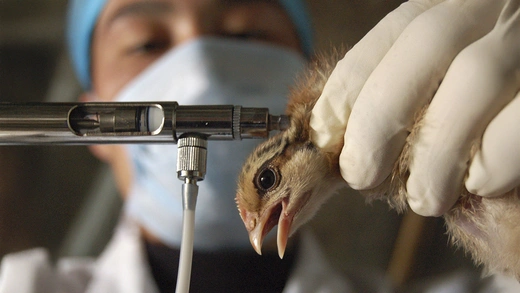 A health worker injects a chicken with the bird flu vaccine inside a poultry farm in Feixi county, east China's Anhui province.